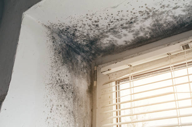 Affordable Attic Mold Remediation solutions in Glenwood, MD